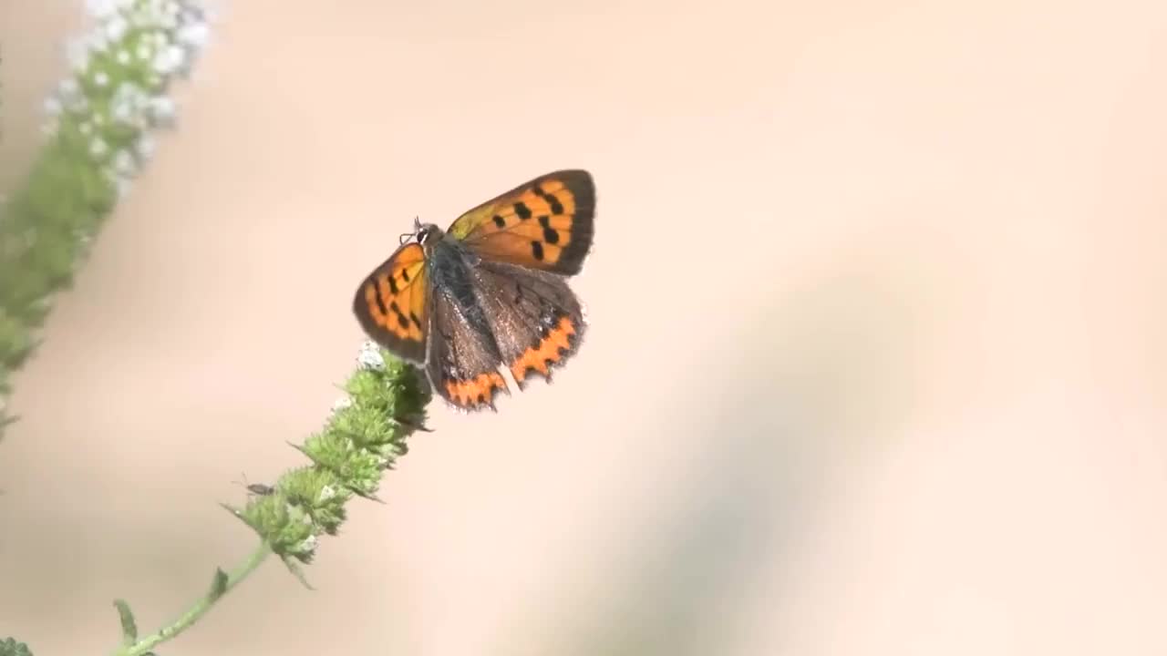 栖息在花上的小铜(Lycaena phlaeas)视频下载