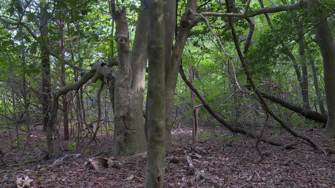 马里兰州黑水国家野生动物保护区森林里的植物和树木。-广角镜头视频素材