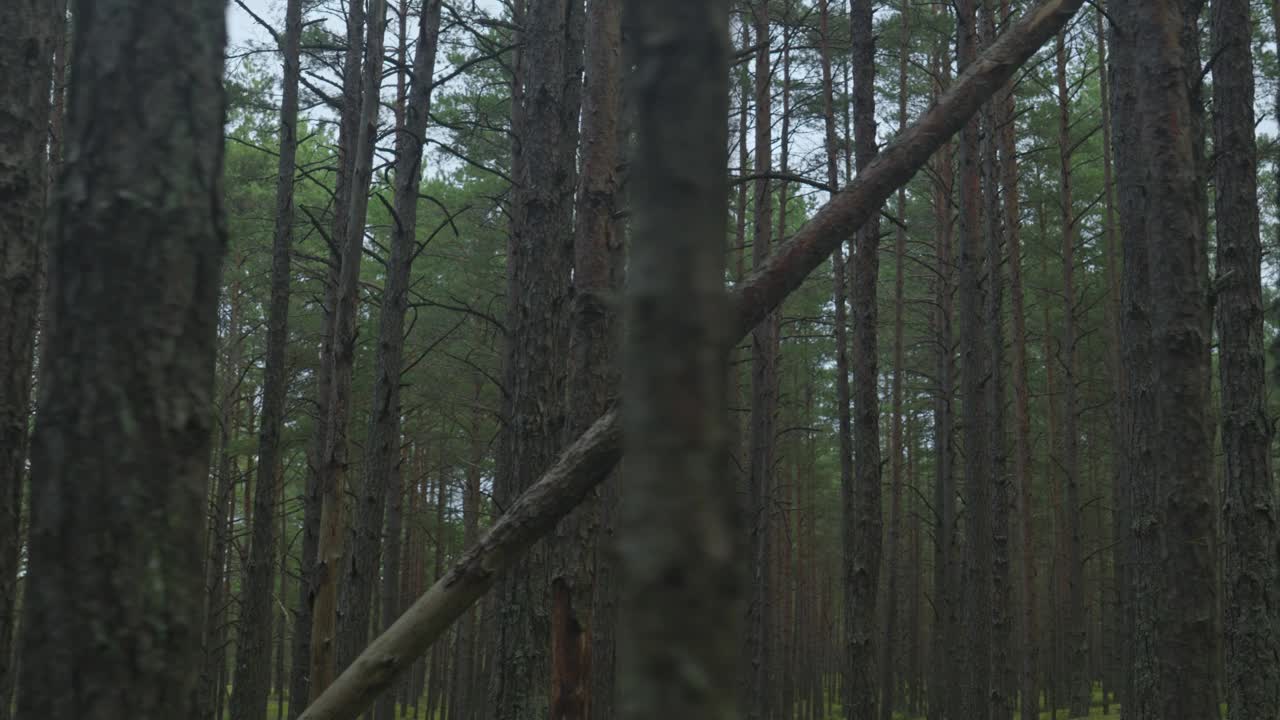 流畅的跟踪镜头穿过高大的树木在充满活力的绿色茂密的森林，展示了大自然的宁静之美。视频素材