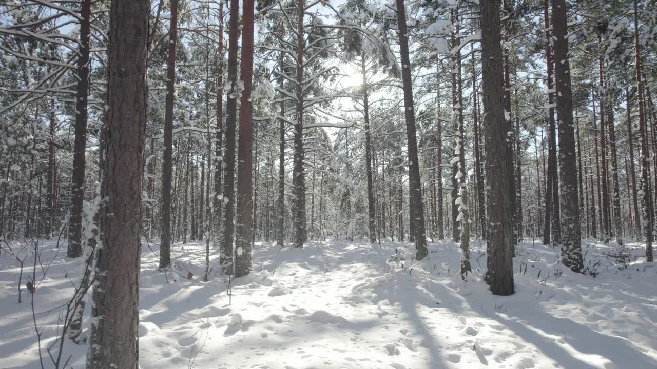 白雪皑皑的北极寒带森林视频下载