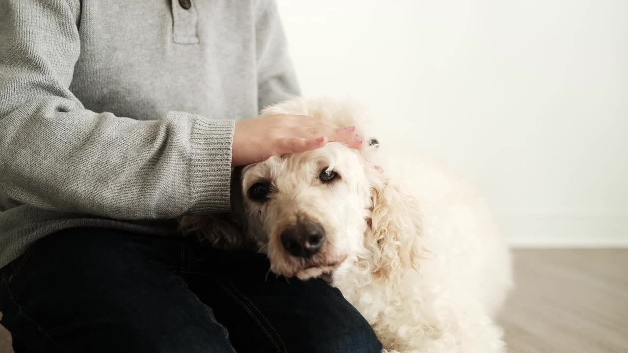 在家里，一个小男孩深情地抚摸着他的皇家贵宾犬，狗狗沐浴在陪伴的温暖中，小男孩也很珍惜他毛茸茸的朋友视频素材