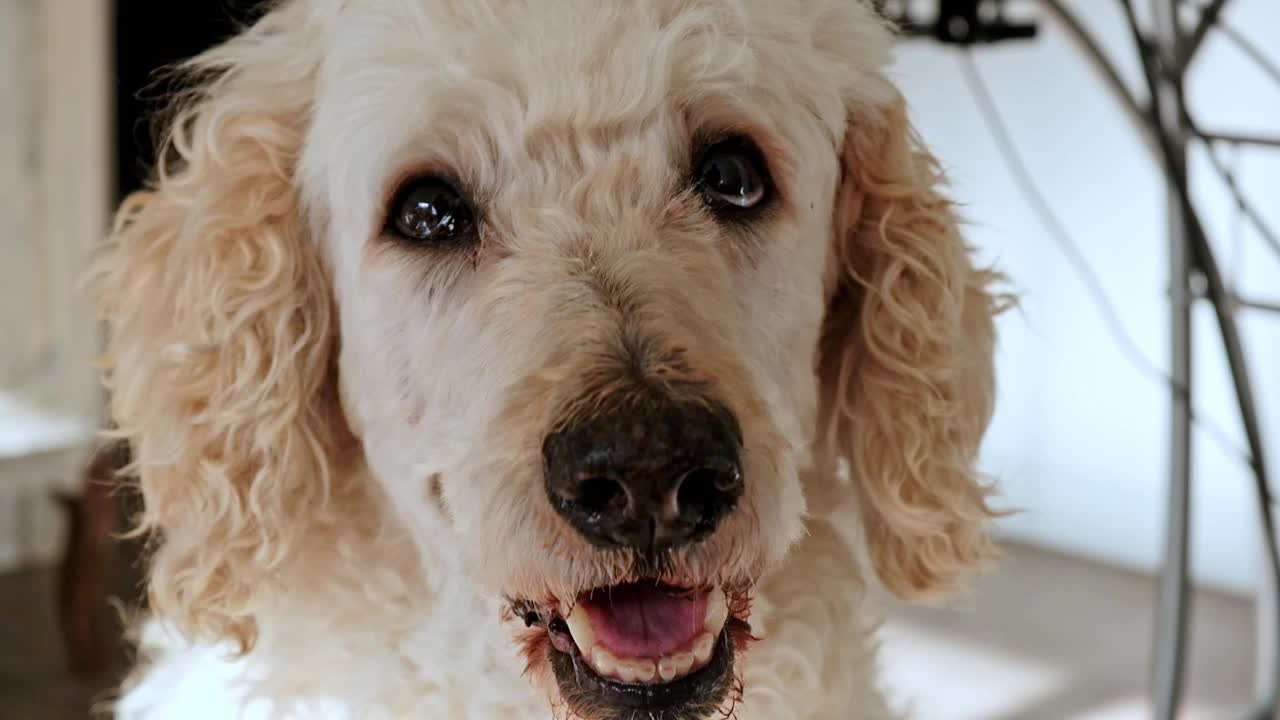 这是一幅皇家贵宾犬的特写肖像，展示了这只雄伟的狗的威严表情和独特的特征视频素材