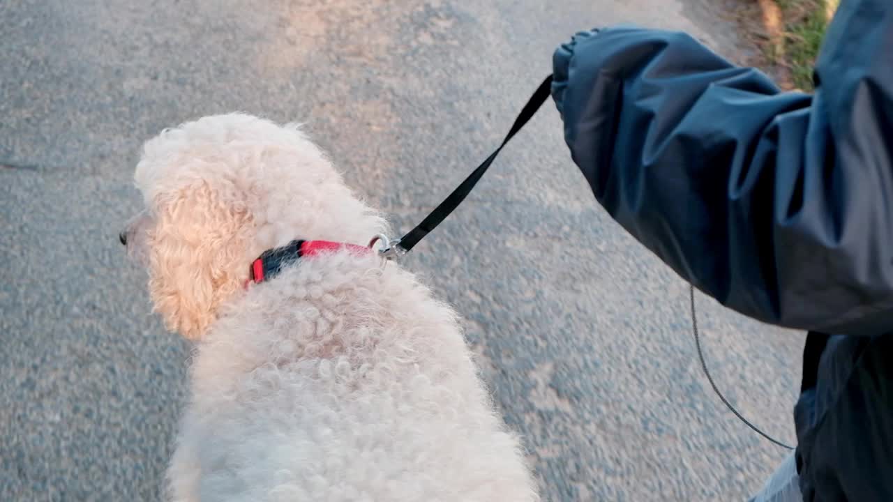 一个小男孩和他高贵的皇家贵宾犬漫步在街道上，体现了年轻和优雅的狗的令人愉快的混合视频素材