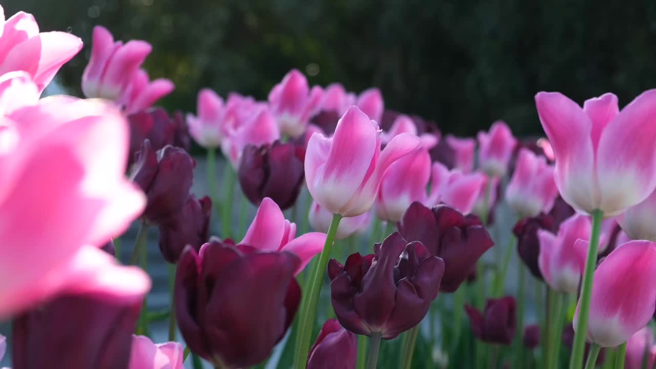 风中五彩缤纷的郁金香花园特写。视频素材