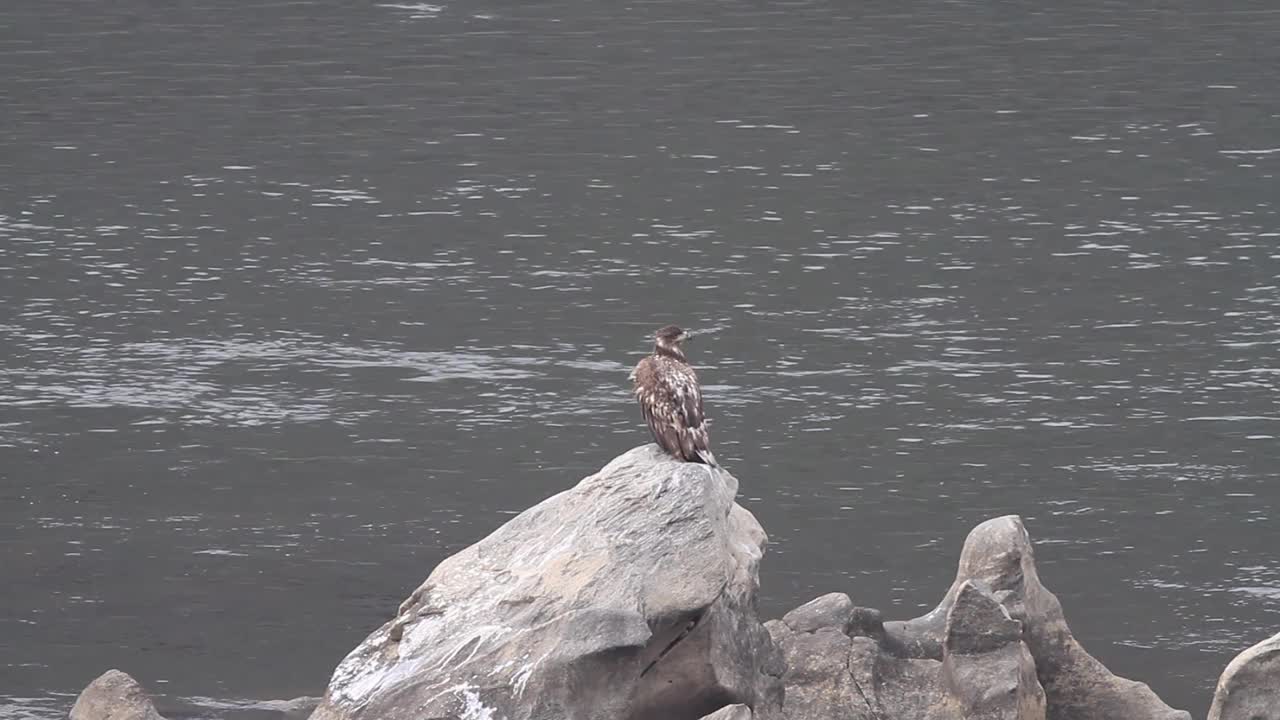 白尾鹰在岩石和河流/铁原郡，江原道，韩国视频素材