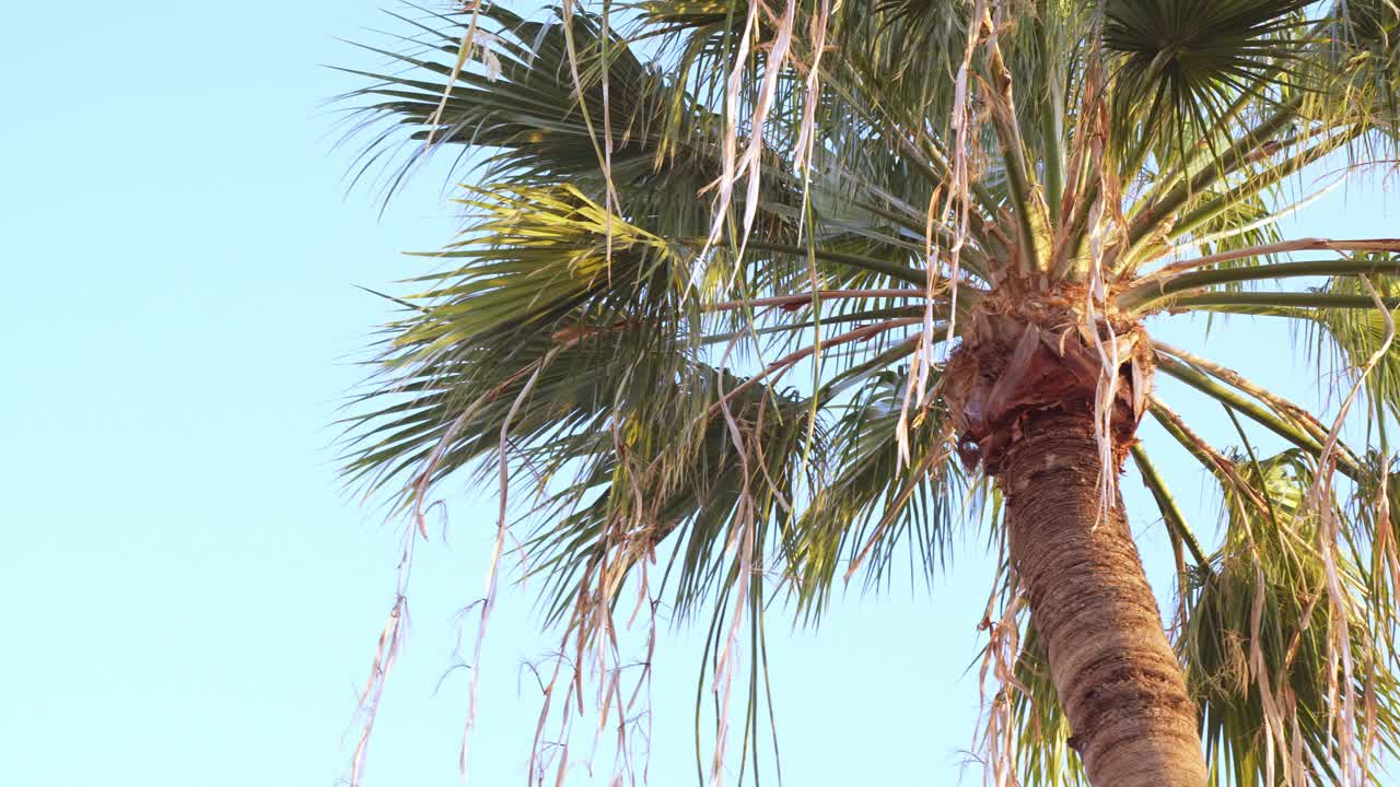 阳光明媚的日子里，微风摇曳着高大的棕榈树。特写自然视频素材