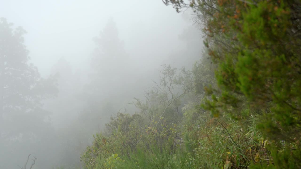 神秘的雾:雾笼罩着亚热带森林。特内里费神秘山视频素材