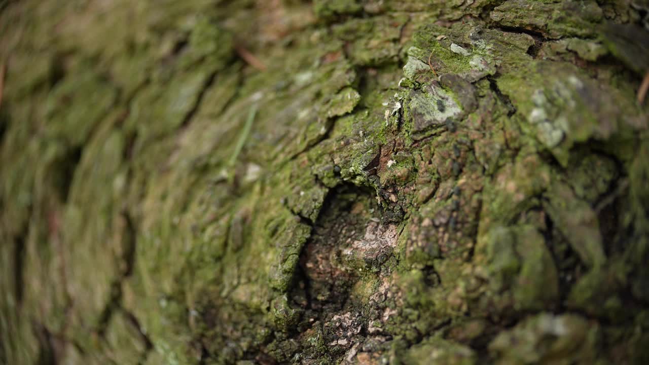 老树皮上的青苔视频素材