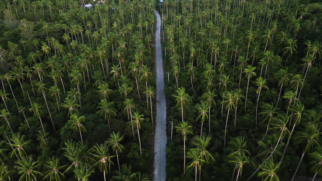 单条道路被热带棕榈树森林环绕，空中视频素材