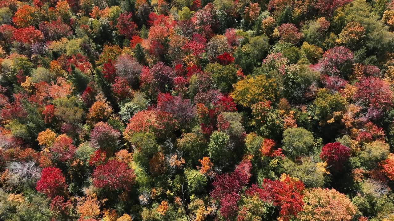 秋天落叶林中五颜六色的树冠。空中无人机拍摄秋天的颜色鸟瞰图。视频素材