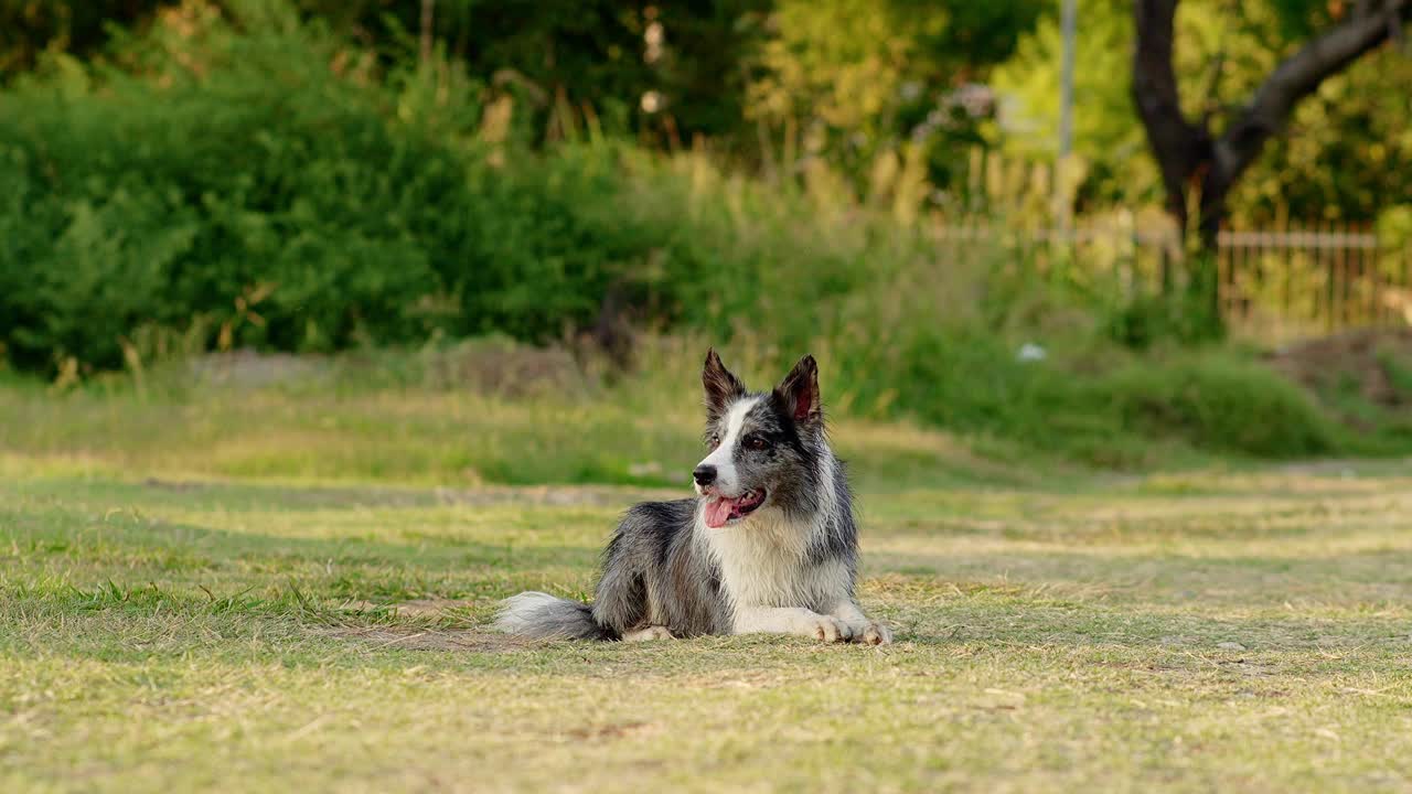 边境牧羊犬奔跑，在阳光下的草地上玩耍。动作镜头捕捉到这个品种在游戏中的敏捷和快乐视频素材