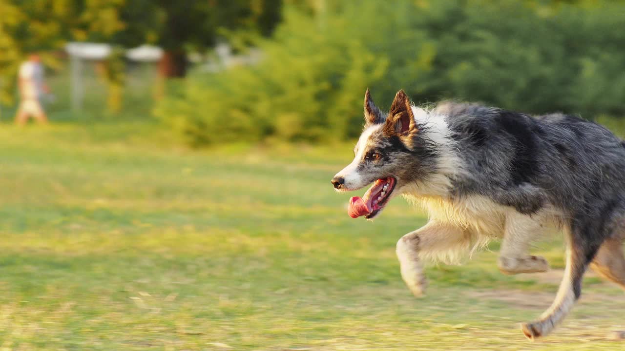 边境牧羊犬奔跑，在阳光下的草地上玩耍。动作镜头捕捉到这个品种在游戏中的敏捷和快乐视频素材