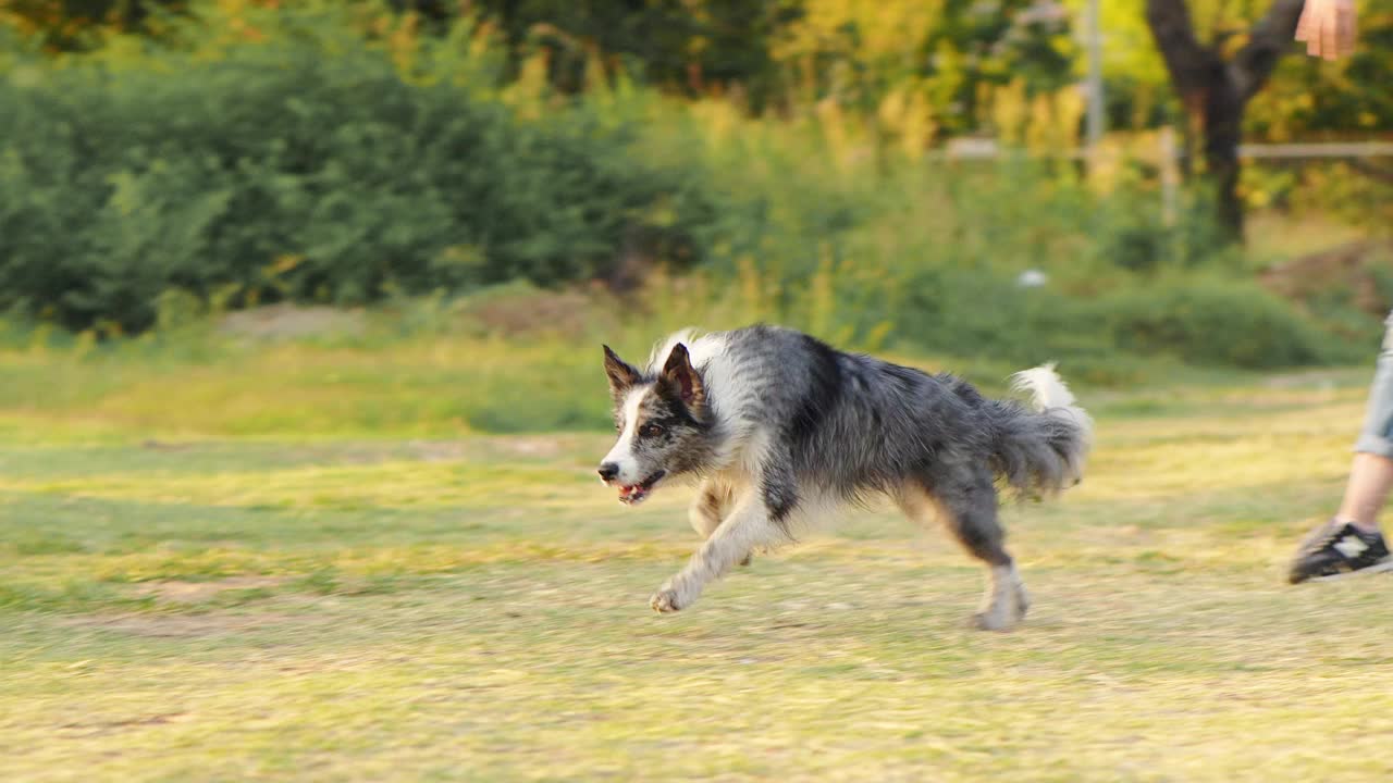 边境牧羊犬奔跑，在阳光下的草地上玩耍。动作镜头捕捉到这个品种在游戏中的敏捷和快乐视频素材