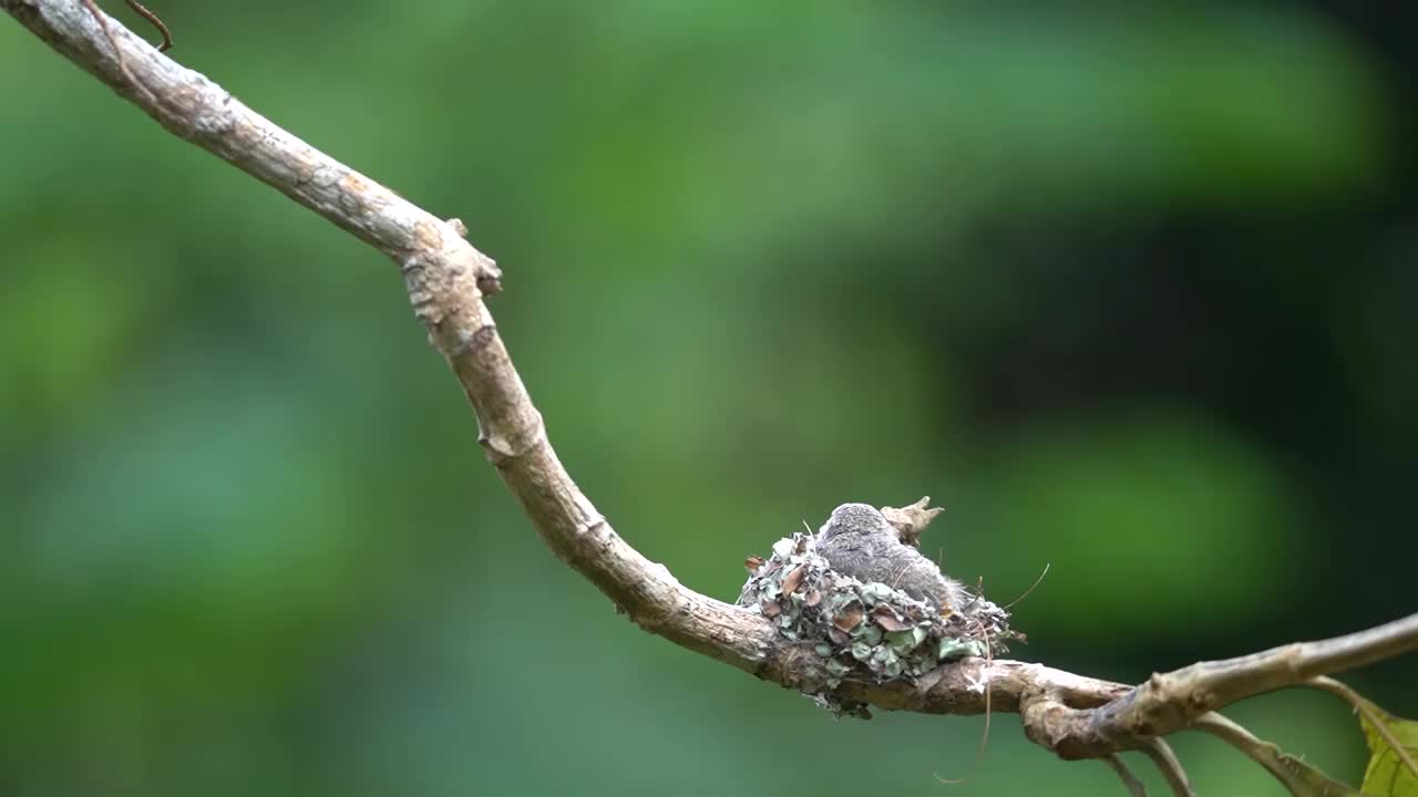 一只可爱的小鸟宝宝，一只小迷你鸟在巢里等着，然后它的爸爸带着食物来了，然后又飞了起来视频素材