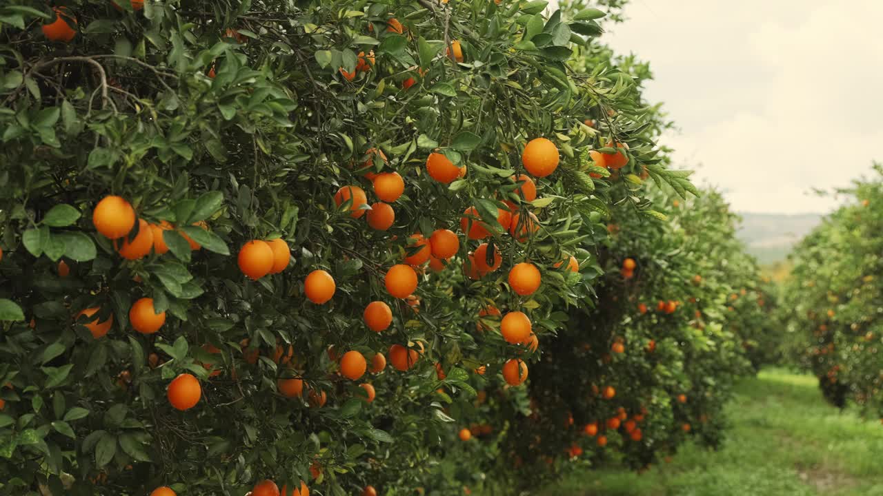 橘子树视频素材