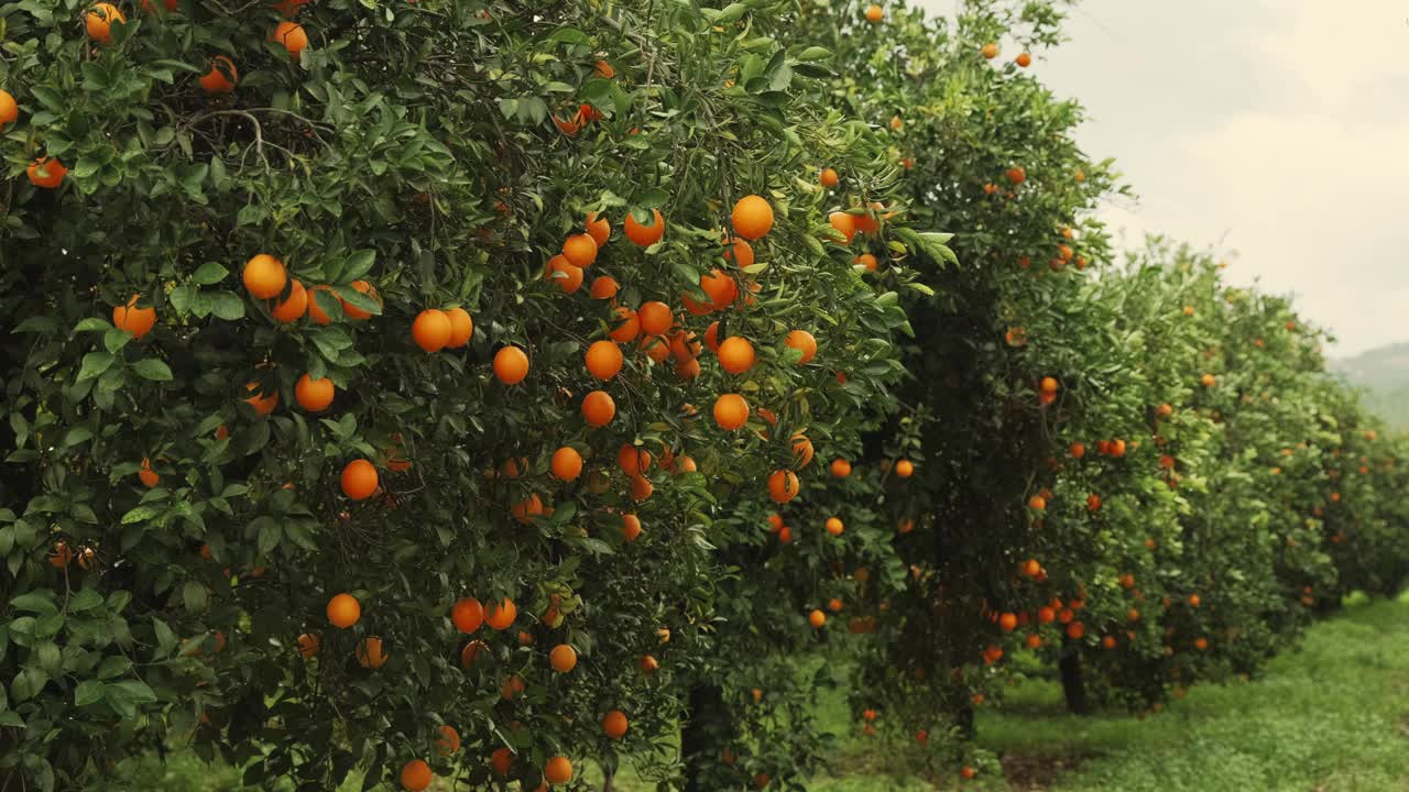 橘子树视频素材