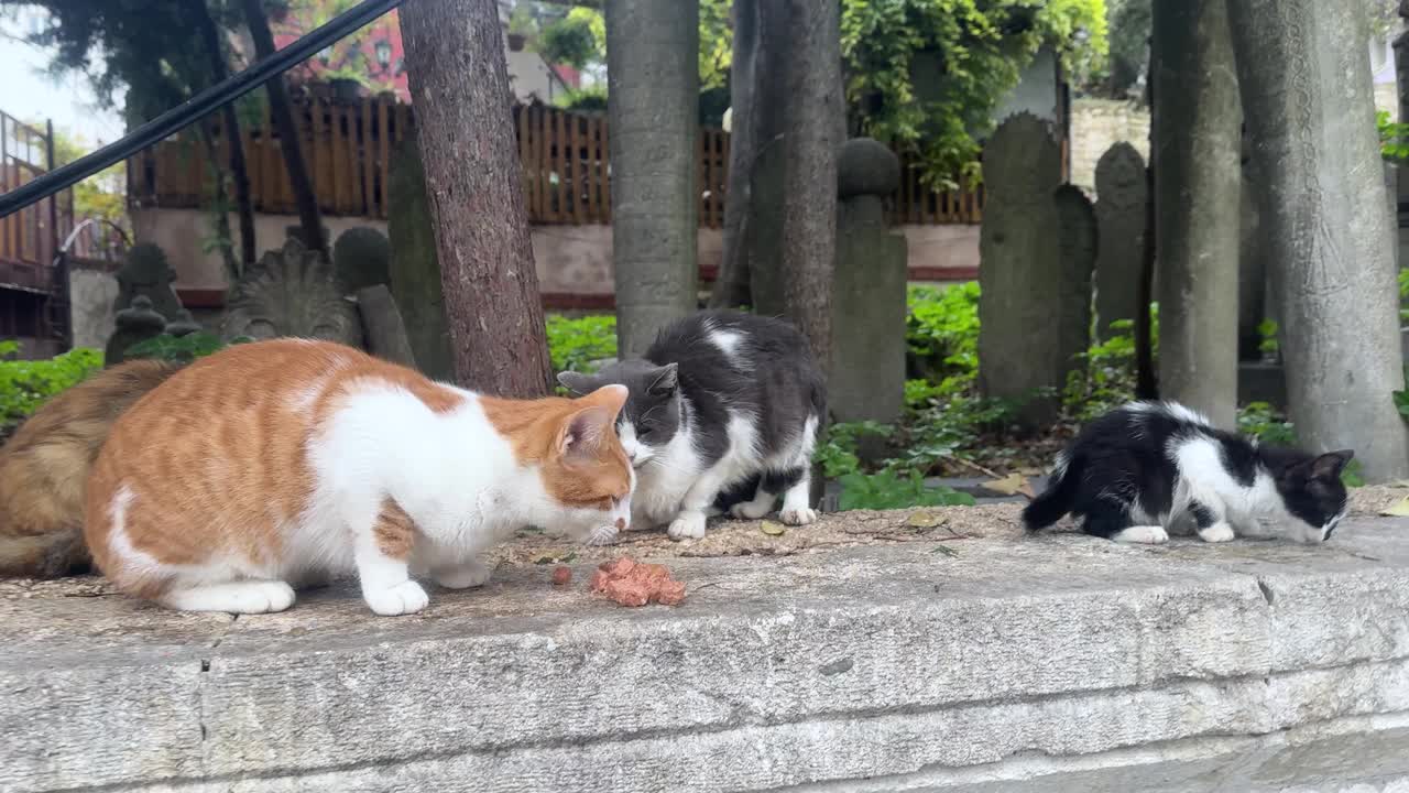 饥饿的流浪猫吃着垃圾堆里找到的食物或肉视频素材