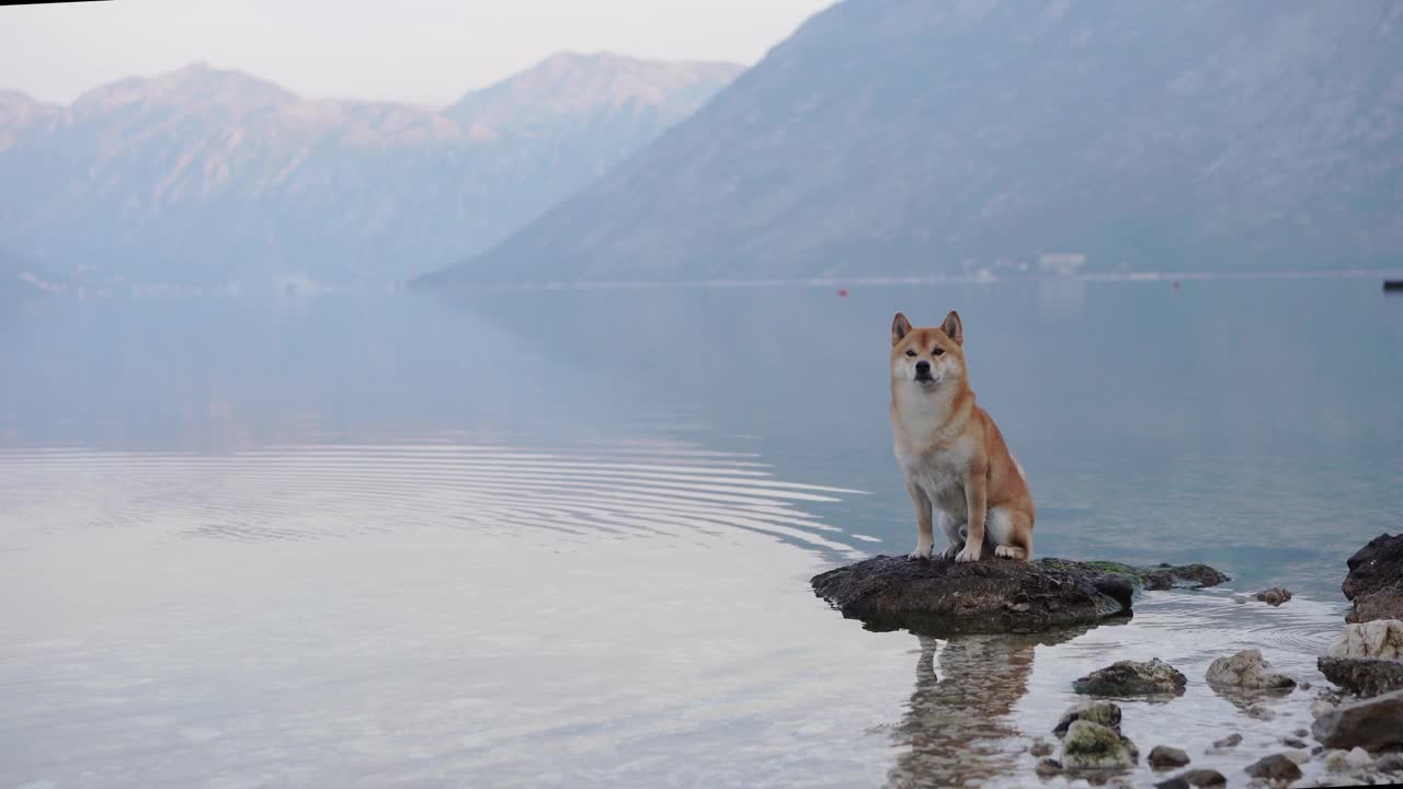 一只泰然自若的柴犬栖息在宁静的湖边的岩石上，远处群山连绵视频素材