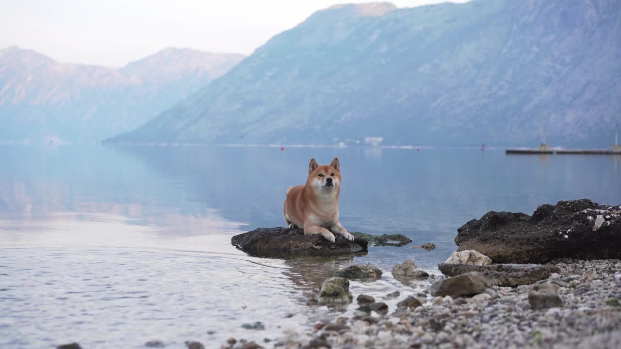 一只泰然自若的柴犬栖息在宁静的湖边的岩石上，远处群山连绵视频素材