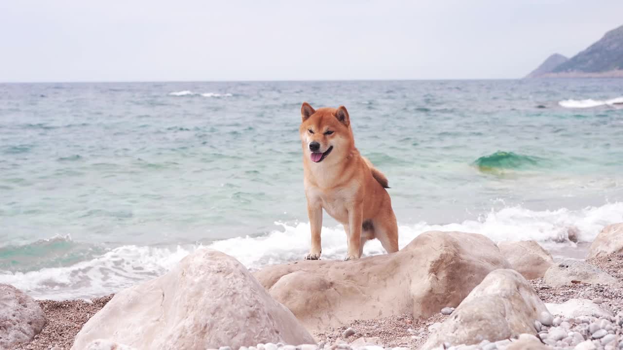 柴犬站在海滩的岩石上，背景是海浪轻轻拍打视频素材