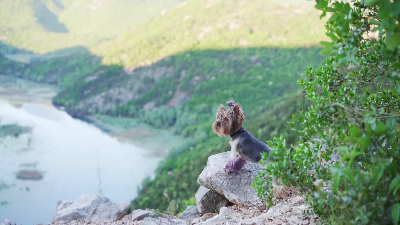 约克夏梗在悬崖上与风景秀丽的河谷背景，准备冒险视频素材