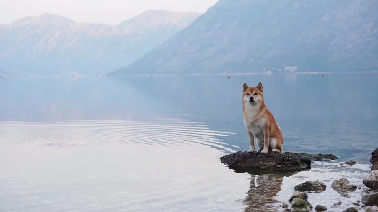 柴犬站在湖边的石头上，群山的宁静作为背景视频素材