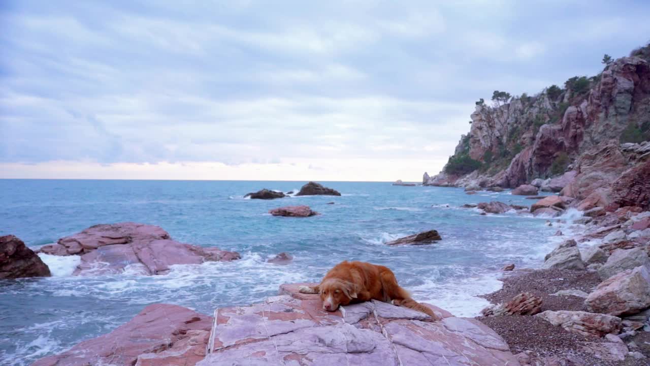 新斯科舍省鸭鸣猎犬在海岸巨石上休息，宁静的海洋氛围视频素材