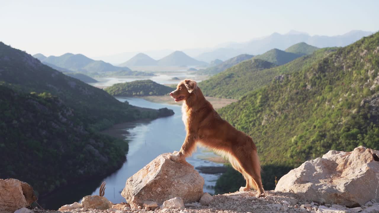 一只新斯科舍省鸣鸭寻回犬站在群山中的高处，凝视着一条宁静的河流视频素材