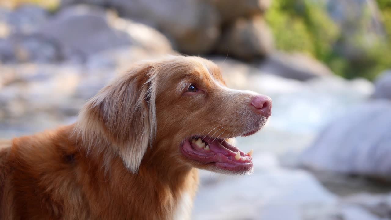 一只新斯科舍省鸣鸭寻回犬凝视着一条流淌的河流，被大自然所塑造视频素材