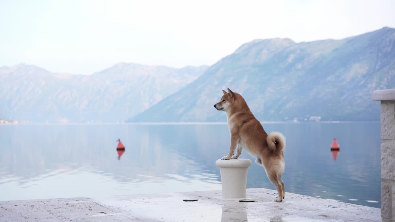 一只泰然自若的柴犬站在柱子旁，俯瞰着宁静的湖泊和山脉视频素材