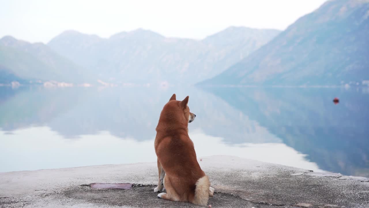 一只泰然自若的柴犬栖息在宁静的湖边的岩石上，远处群山连绵视频素材