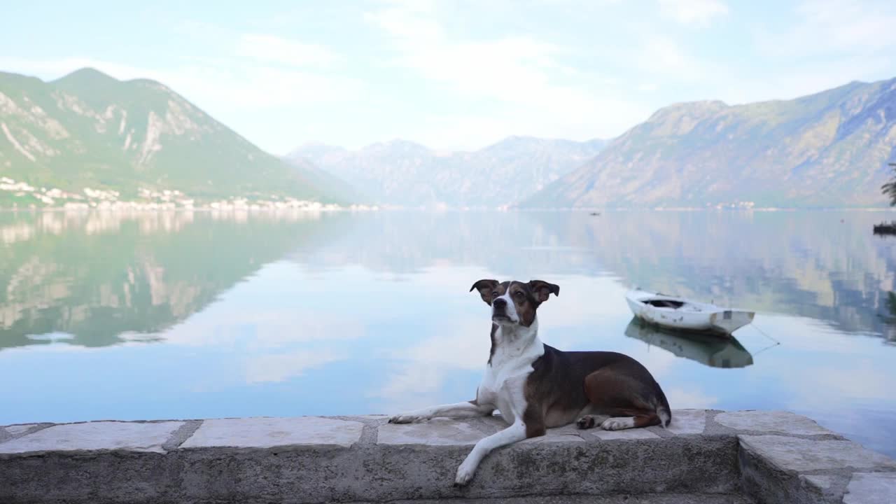 一只泰然自若的狗站在岩石上，俯瞰着群山地平线下宁静的湖泊，这是冒险与宁静的完美结合视频素材