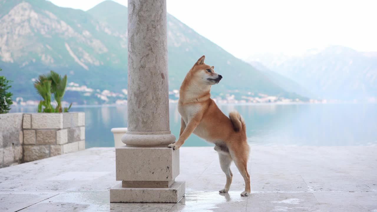 一只泰然自若的柴犬站在柱子旁，俯瞰着宁静的湖泊和山脉视频素材