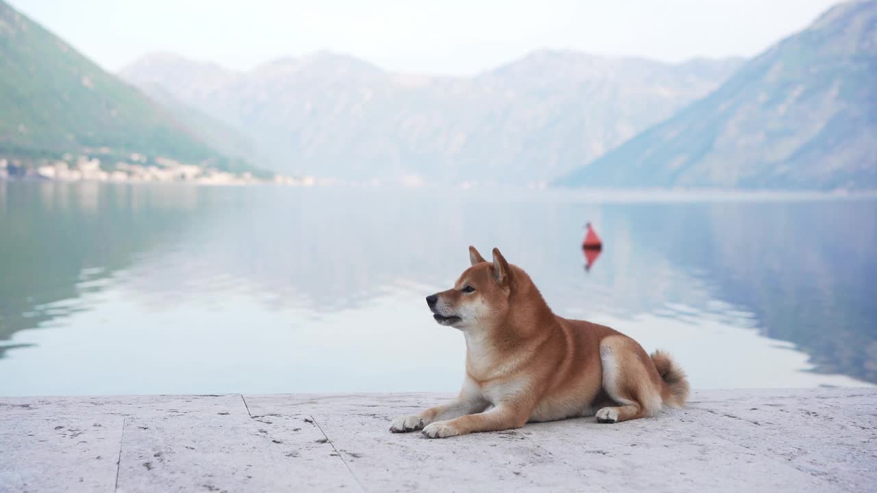 一只泰然自若的柴犬栖息在宁静的湖边的岩石上，远处群山连绵视频素材