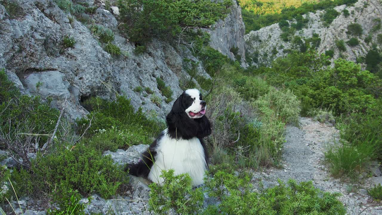 一只美国可卡犬威严地站在崎岖的地形上视频素材