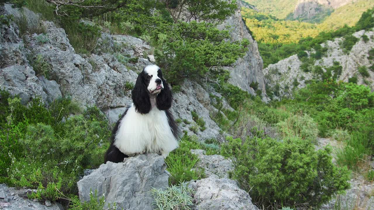 一只美国可卡犬威严地站在崎岖的地形上视频素材