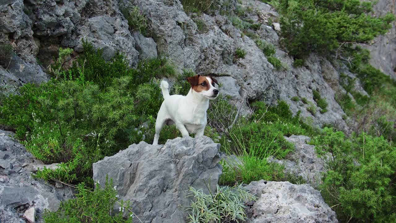 杰克罗素梗犬站在一条岩石小径上，身后是山景视频素材