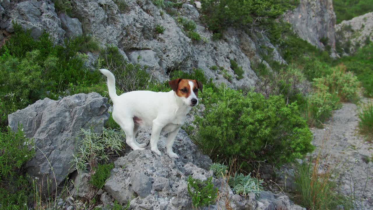 杰克罗素梗犬站在一条岩石小径上，身后是山景视频素材