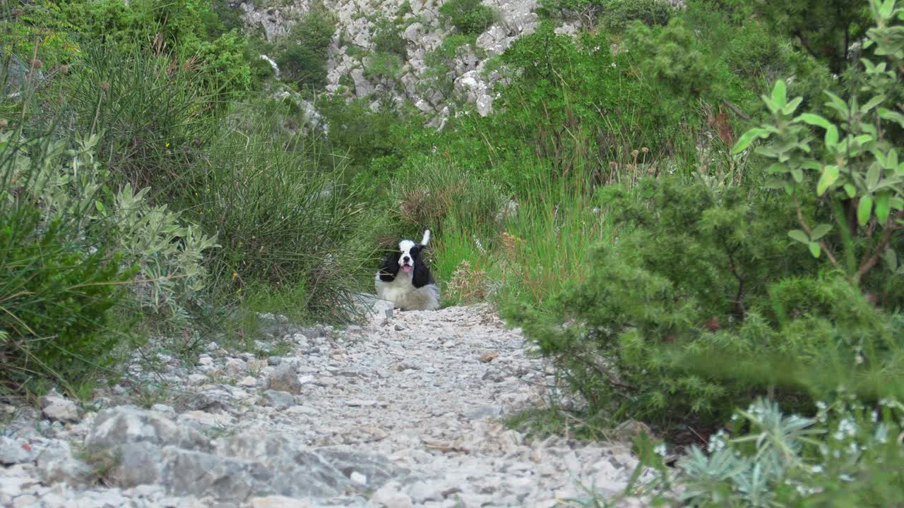 一只美国可卡犬在野外沿着一条多岩石的小路小跑视频素材