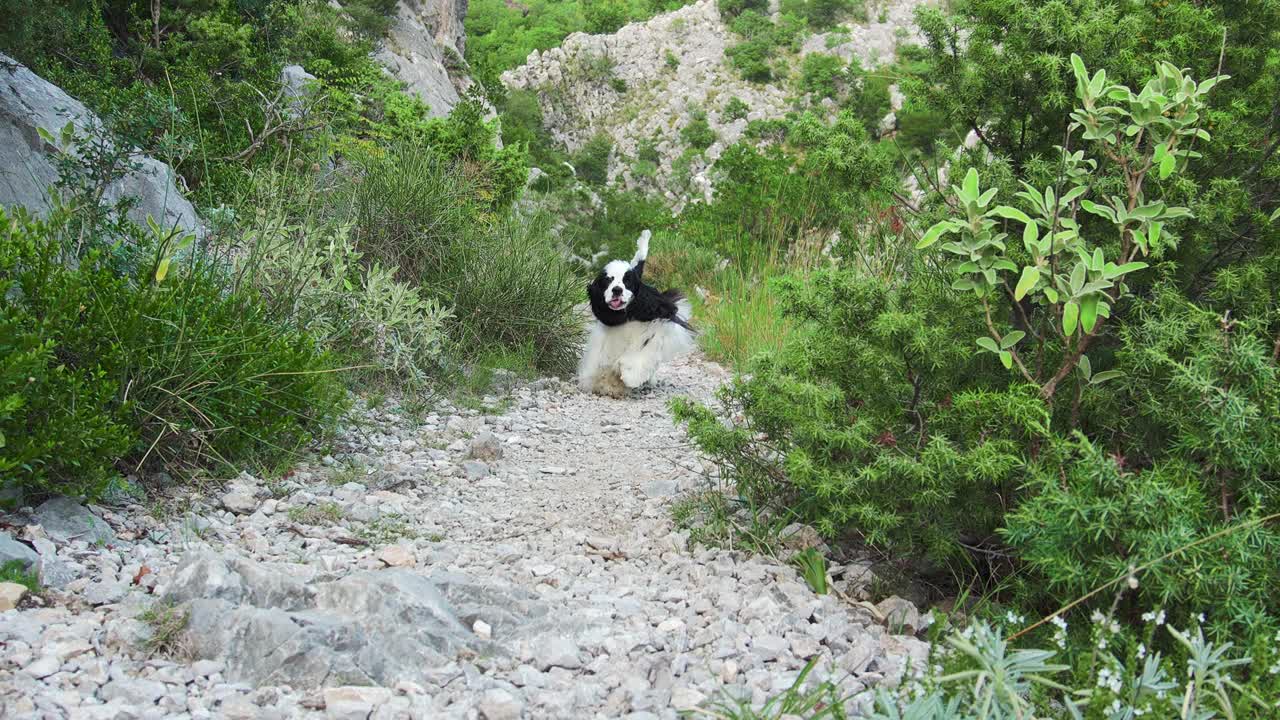 一只美国可卡犬在野外沿着一条多岩石的小路小跑视频素材