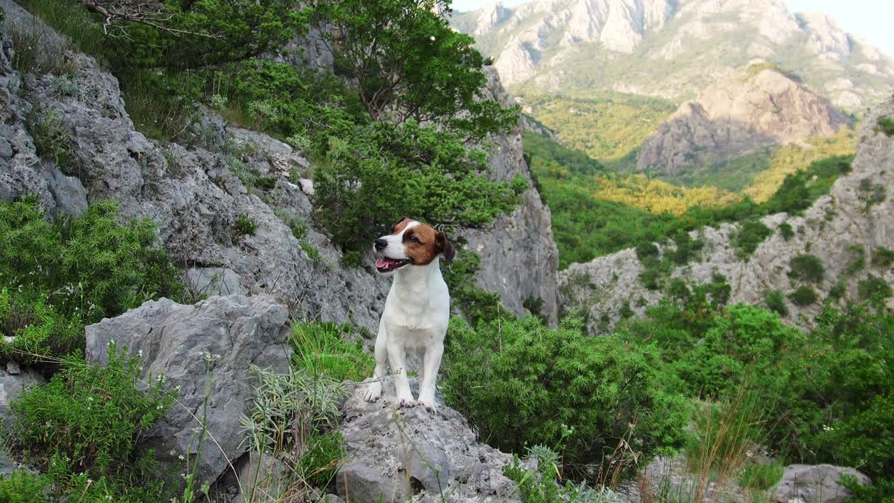 杰克罗素梗犬站在一条岩石小径上，身后是山景视频素材