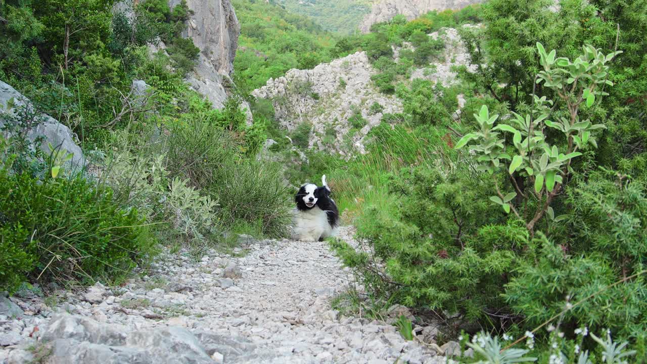 一只美国可卡犬在野外沿着一条多岩石的小路小跑视频素材