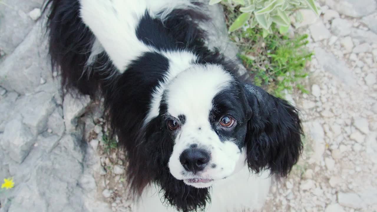 一只美国可卡犬用富有表情的眼睛向上看，它的皮毛是黑白相间的视频素材