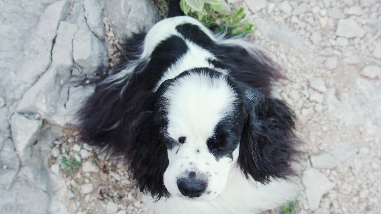 一只美国可卡犬用富有表情的眼睛向上看，它的皮毛是黑白相间的视频素材