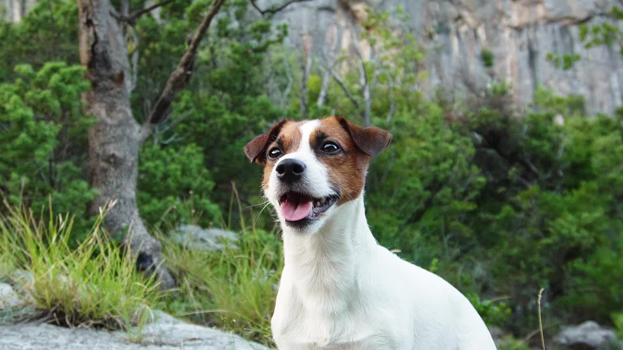 杰克罗素梗犬站在一条岩石小径上，身后是山景视频素材