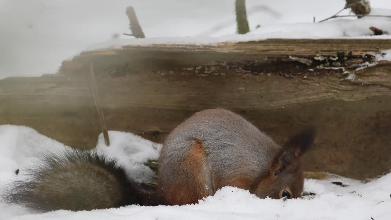 一只红松鼠在白雪皑皑的森林里觅食视频下载