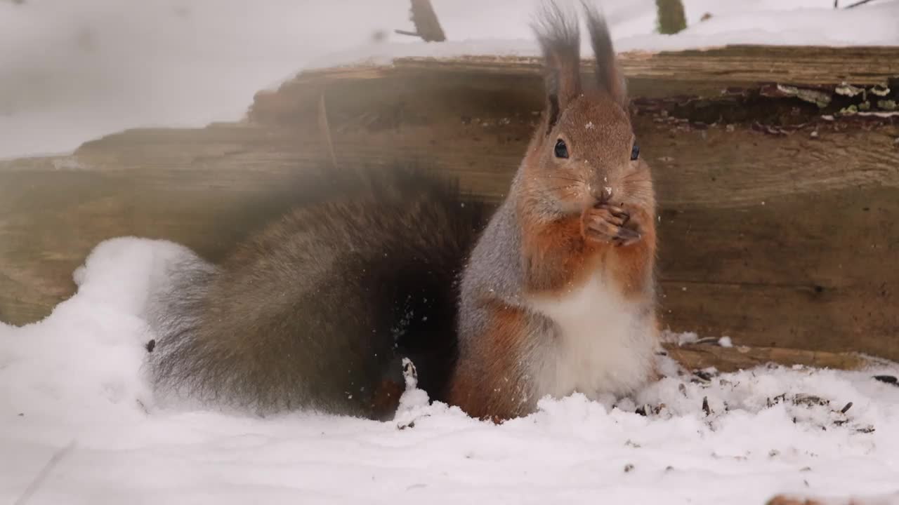 一只红松鼠在白雪皑皑的森林里觅食视频下载