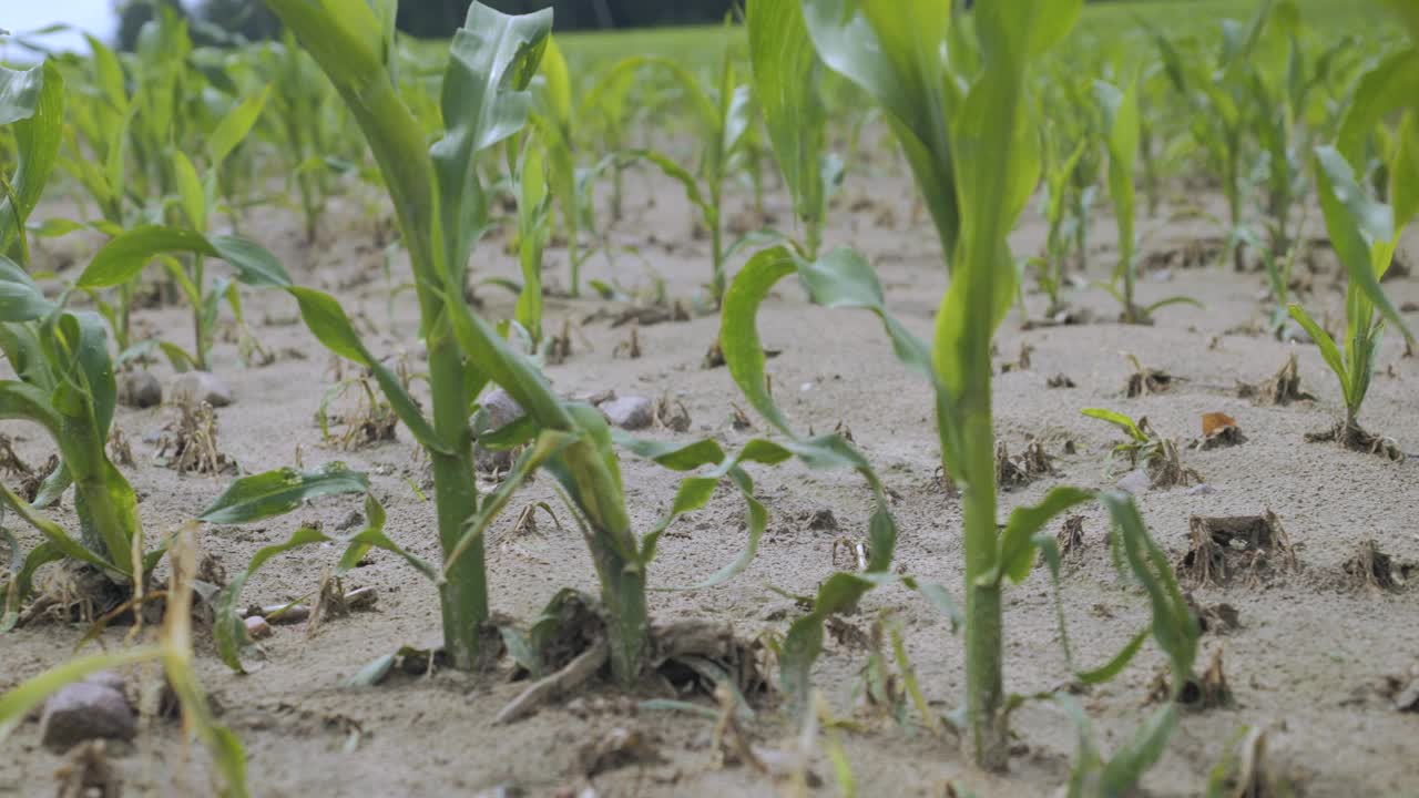 小玉米芽。玉米农场。玉米地的边缘，玉米秆、玉米叶和玉米穗在微风中摇曳。土壤干燥，气候变化。田间植物的绿叶玉米。视频素材
