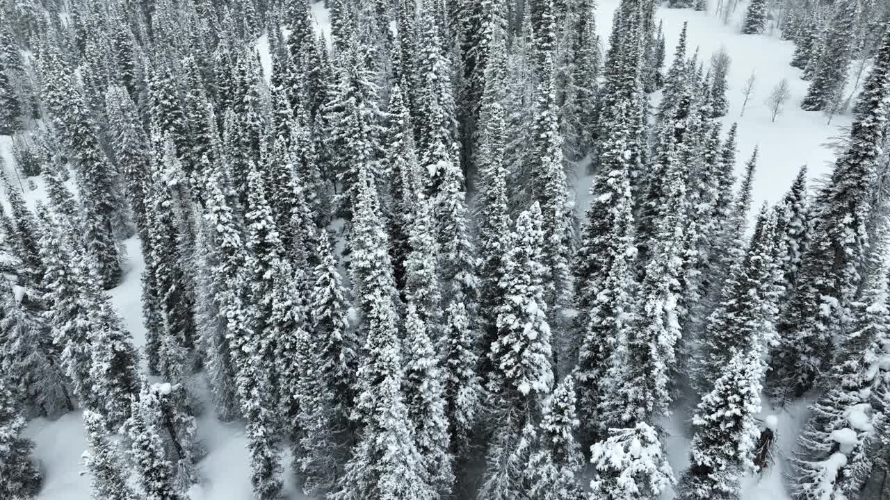 飞越犹他州一片白雪覆盖的森林视频素材