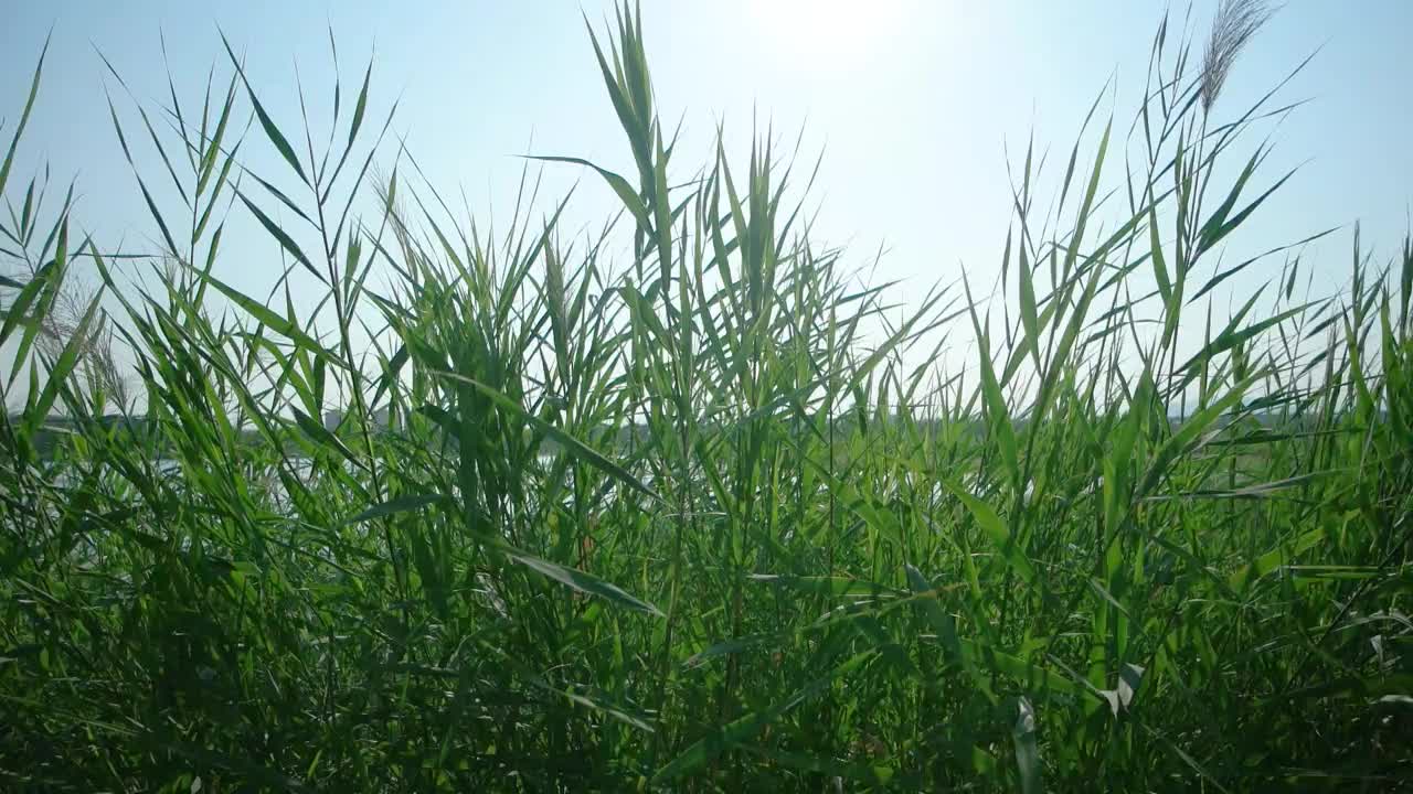 风景秀丽的晚霞，随风摇曳的芦苇花视频素材